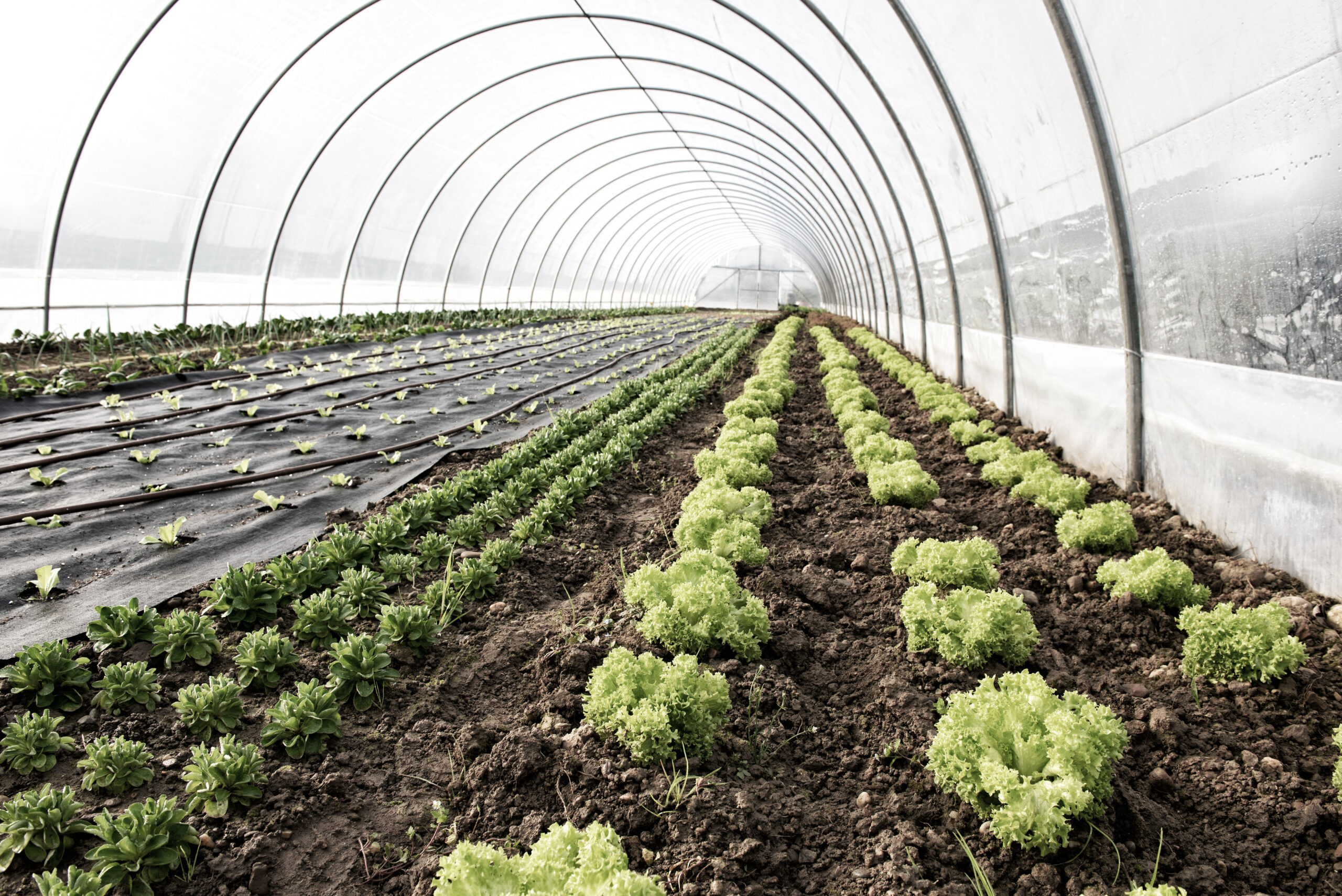 Logística para Agroalimentario — Logistics Express
